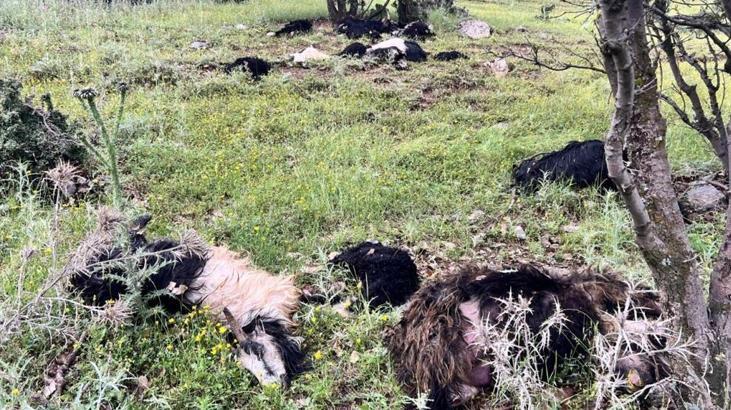 Şırnak’ta yıldırım düştü! 5 keçi telef oldu