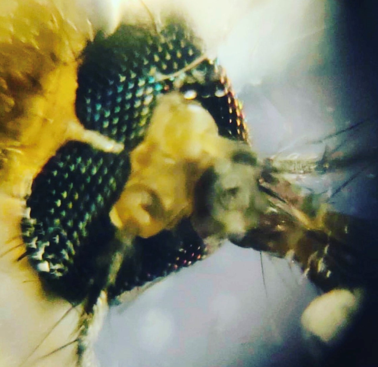 FOLDSCOPE Türkiye’de Okullarda Bilim Eğitimini Dönüştürüyor ve Cep Mikroskobu Kullanıyor