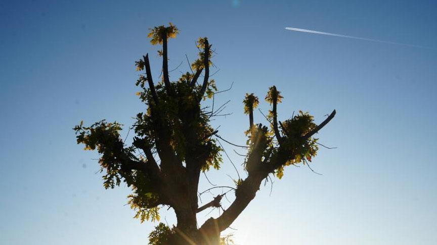 Hasköy’de Meşe Ağaçları Kasım’da Tekrar Yaprak Açtı: Kışın Sert Geçeceğinin Habercisi Olabilir
