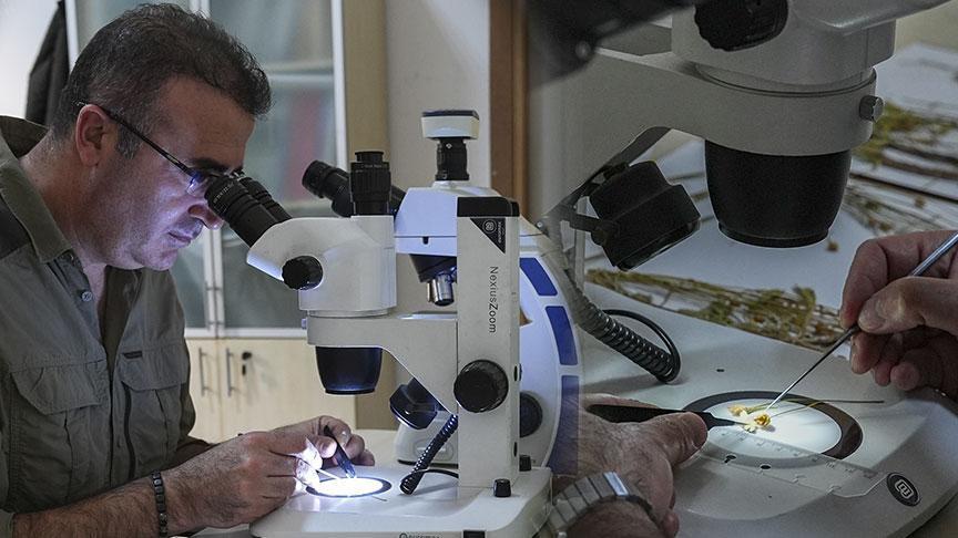 Denizli ve Muğla’da Yeni Pelemir Türü Keşfedildi