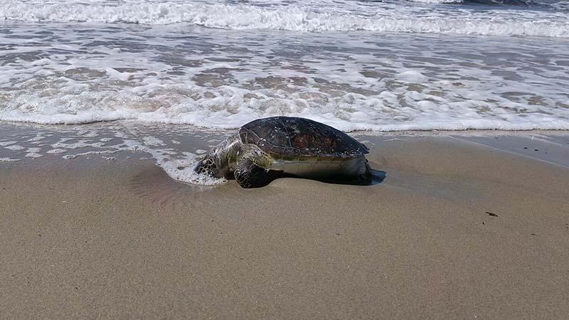 Kuşadası’nda Nesli Tehlike Altındaki Deniz Kaplumbağası Ölü Bulundu
