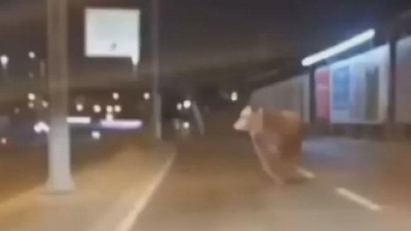 Kurbanlıklar İstanbul’a Girdi, İlk “Firar” Haberi Avcılar’dan Geldi!