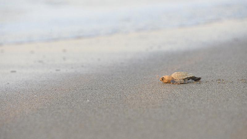 BELEK’TE CARETTA CARETTA KORUMA PROJESİNDE 32 YIL GERİDE KALDI