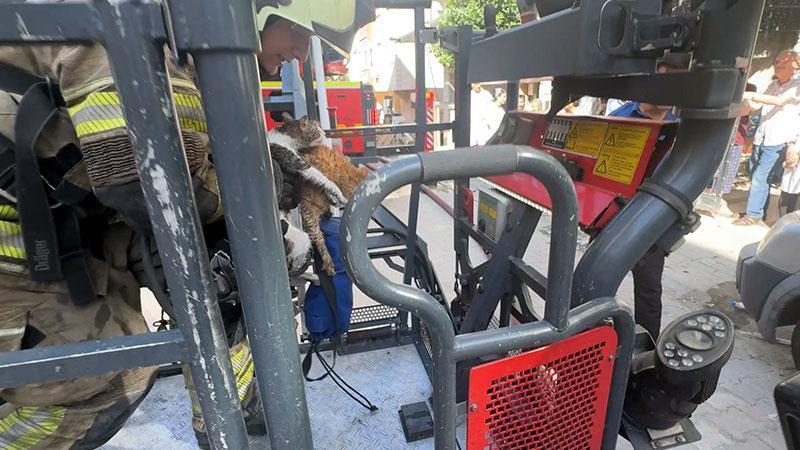 Ev sahibi gözyaşlarına boğuldu! Yangında 10 kedi yaşamını yitirdi