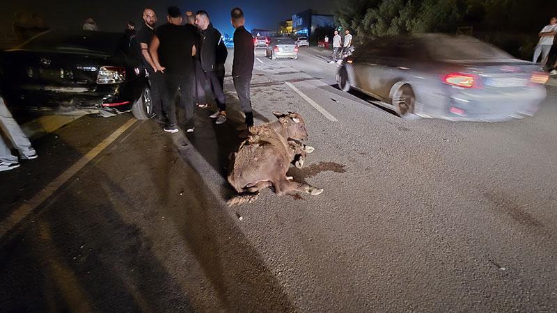 Hatay’da feci kaza: İki otomobilin çarptığı 3 angus öldü