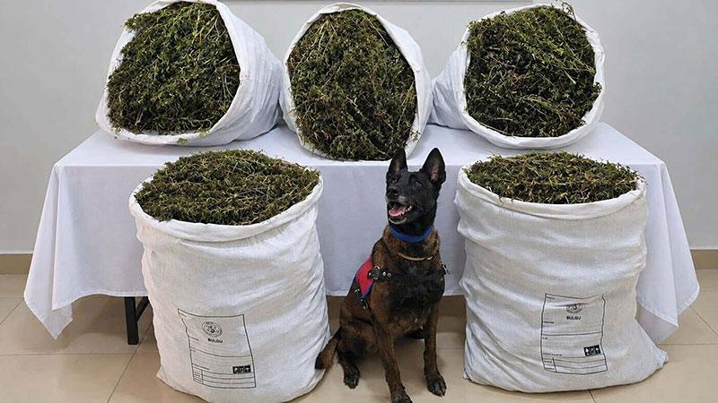 İzmir’de uyuşturucu operasyonu: 54 kilo 800 gram esrar ele geçirildi