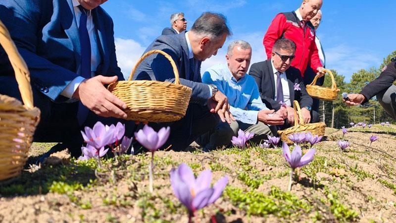 Safranbolu safranında hasat zamanı: Üretim alanı 115 dekara çıktı